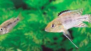 Haplochromis multicolor